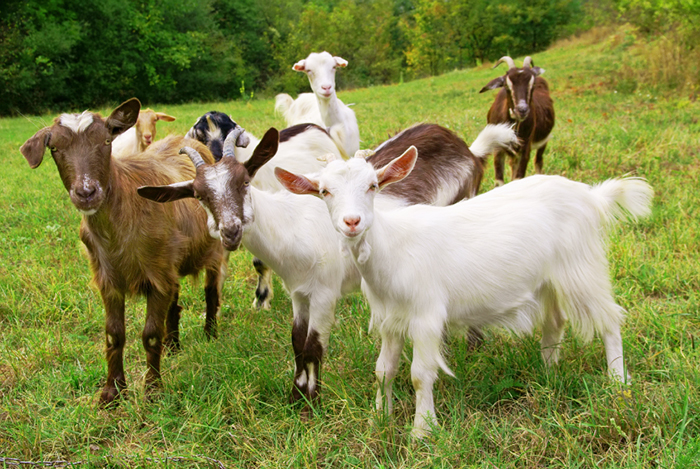 goats-farming.jpg