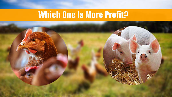 Is Layer Chicken Farming Profitable 